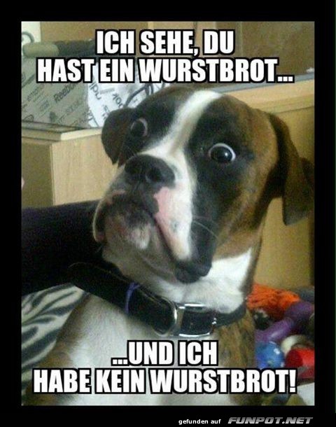 Wurstbrot-Entdecker auf vier Pfoten