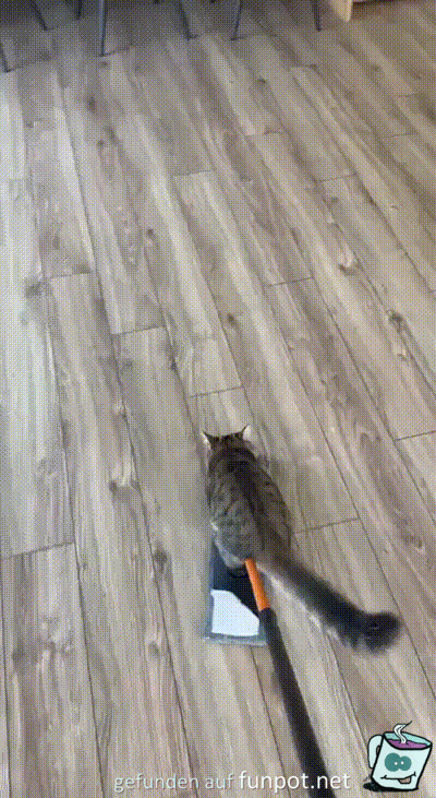 Katze auf Wischer Katze auf Wischer