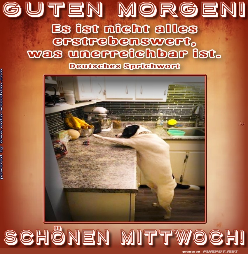 Hund und Fr�hst�ck: Ein unm�glicher Weg.