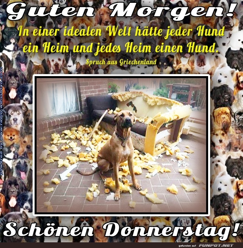 Wenn der Hund Innenarchitekt spielt