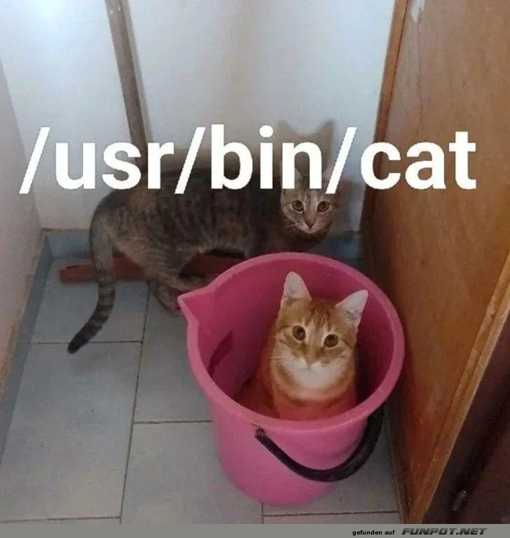 Katzen-Hacking-Werkzeug!