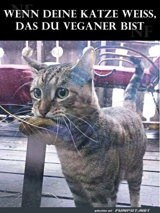 Katze im Gem�seshop: Vegane �berraschung