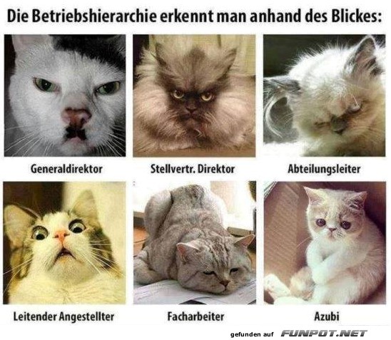 Katzengipfel der Unternehmensf�hrung