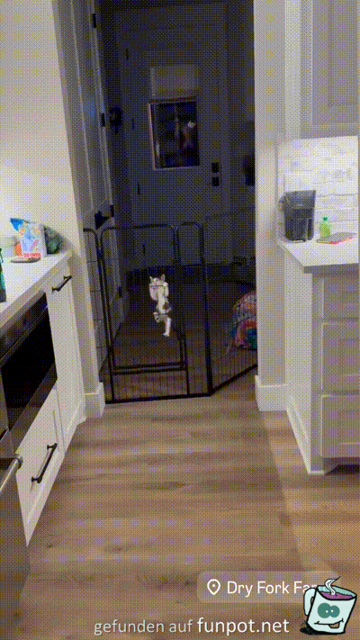 Kletterkatze