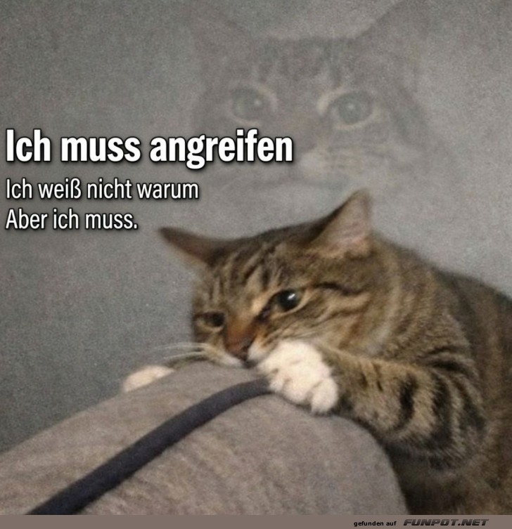 Katzenlogik: Angriff ist die beste Verteidigung!