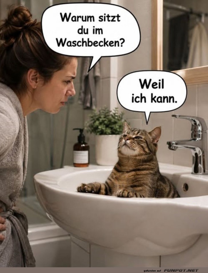Katzenlogik: Weil Warum nicht?