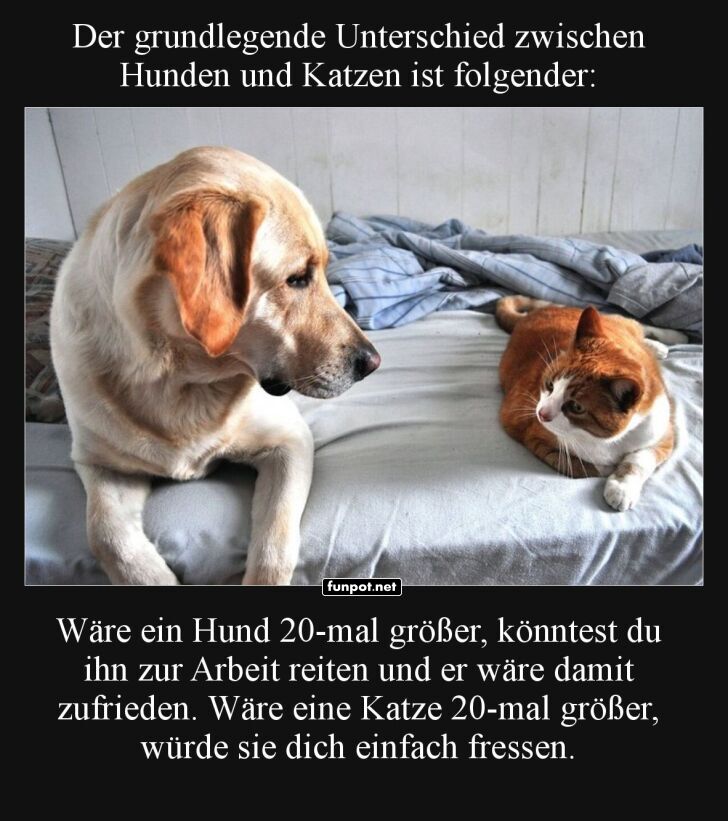 Wenn Haustiere Riesenträume haben