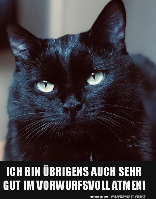 Katzen und der Kunst des Vorwurfsvollsein