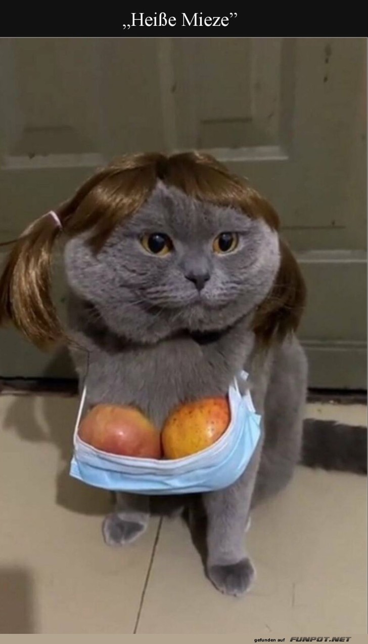 Katzen-Cosplay auf dem n�chsten Level