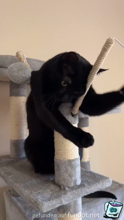 Sehr motivierte Katze