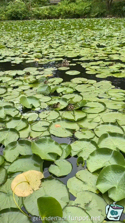 Enten-Rennbahn