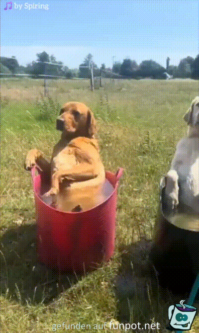 Hunde-Bad
