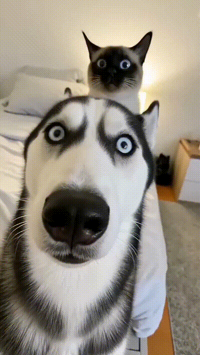 Was gucken sie blo� an?