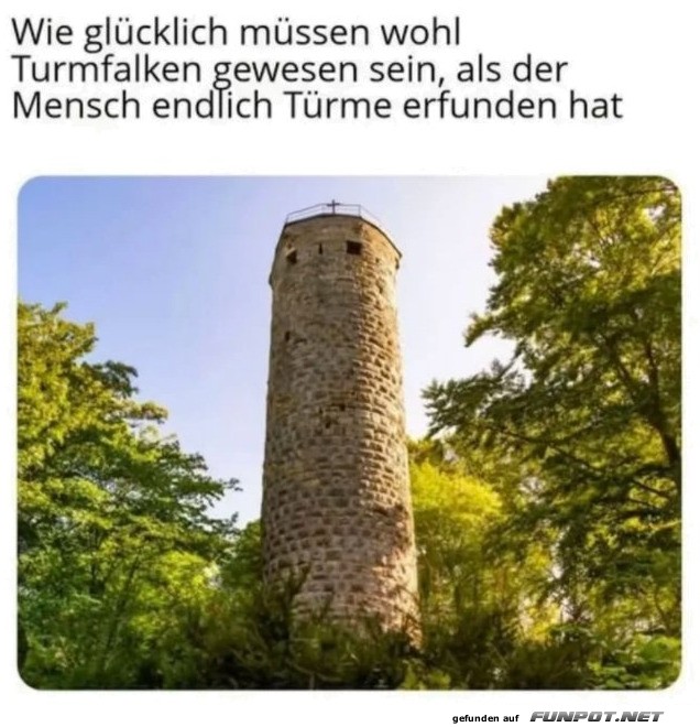 Turmfalke freut sich auf neue Eigentumswohnung