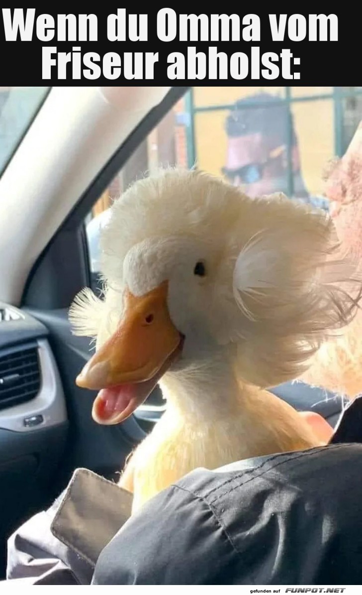 Entspanntes Entenfrisur-Debut im Auto