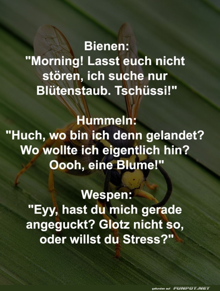 Insekten: Die geheime WG auf der Blume