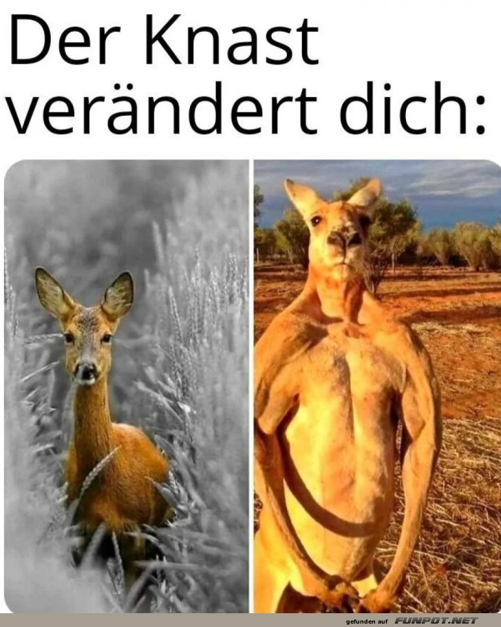 Vom Reh zum Rambo-Känguru
