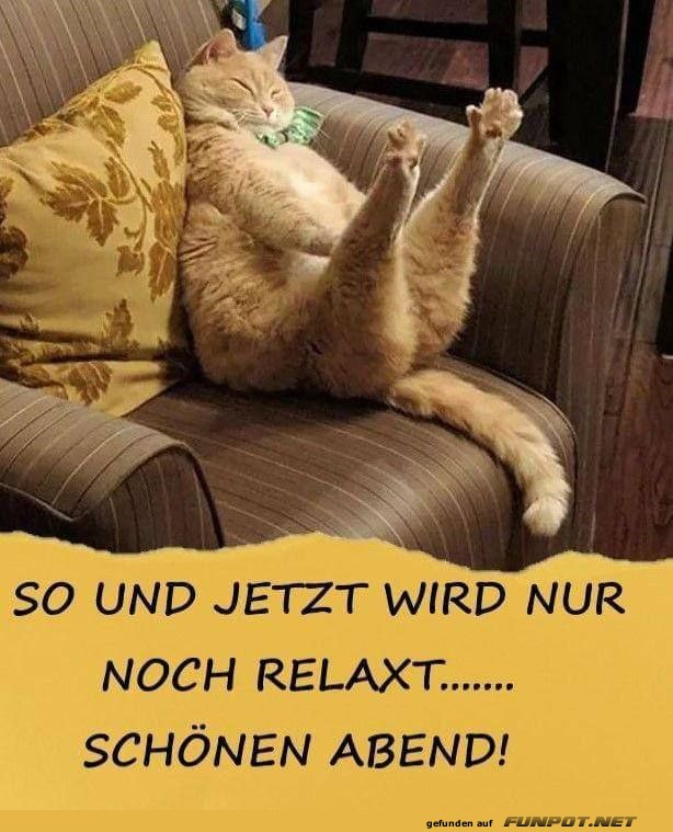 Wenn Katzen den Feierabend rocken!