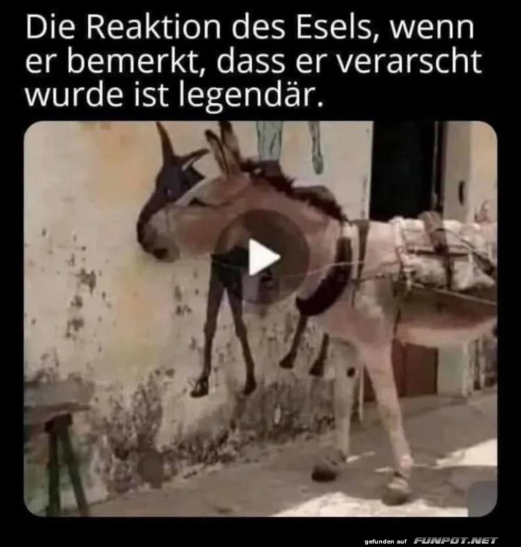 Esel schaut doppelt hin!