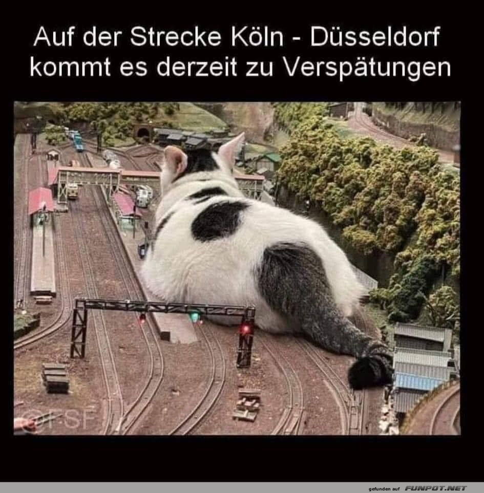 Katzenchaos auf der Modellbahn