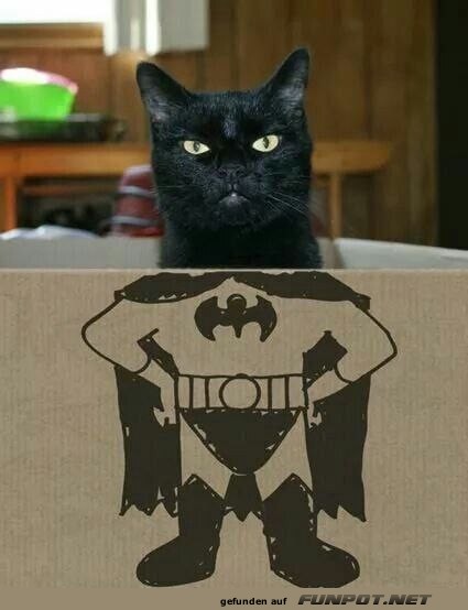 Superkatze im Einsatz!