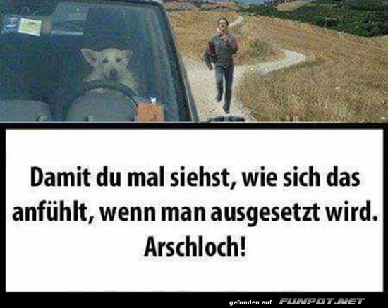 Führerschein bestanden? - Vier beine im Fahrersitz