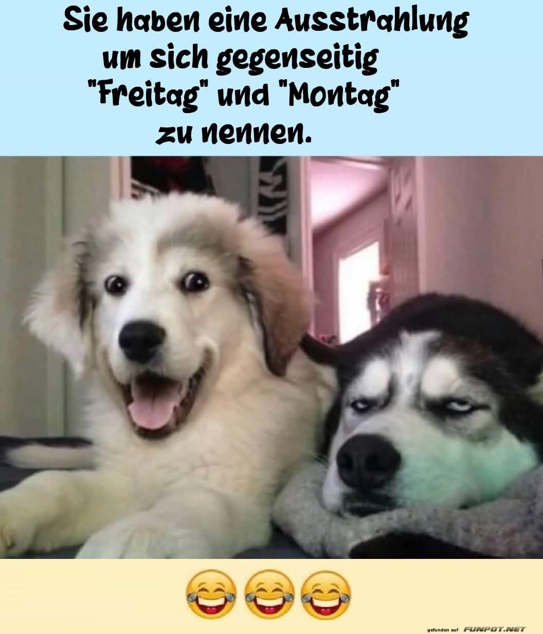 Freitag trifft Montag: Hundeduo des Jahres!