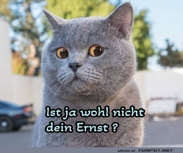 Katze im Schockzustand!