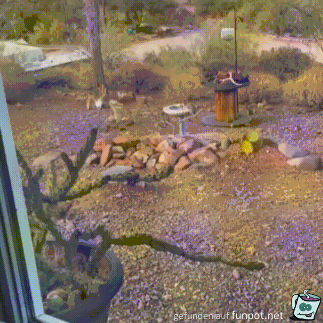 Hase an der Vogeltr�nke