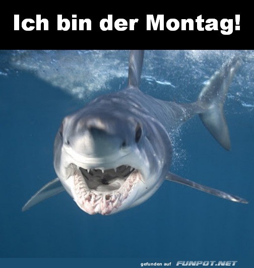 Der Hai-Alarm am Montagmorgen