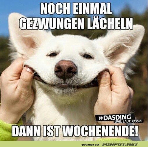 Hundelächeln: Der Kampf bis zum Wochenende!