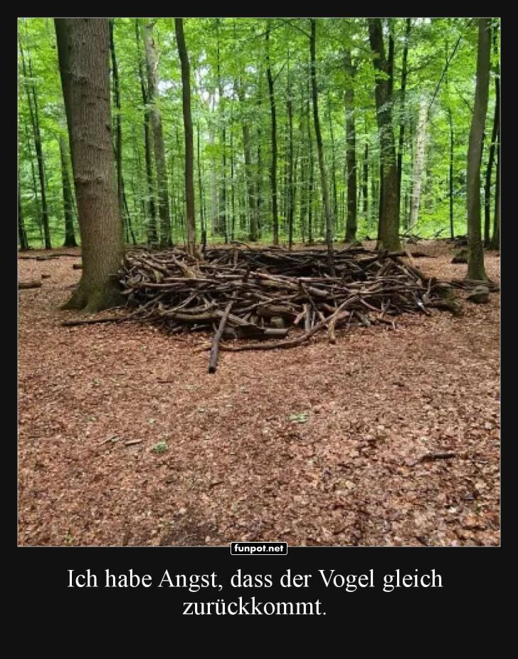 Baumeister Specht: Riesen-Nest im Wald