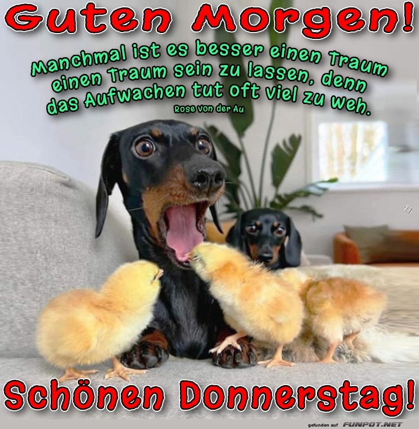 Wenn der Hund von K�kentag tr�umt!