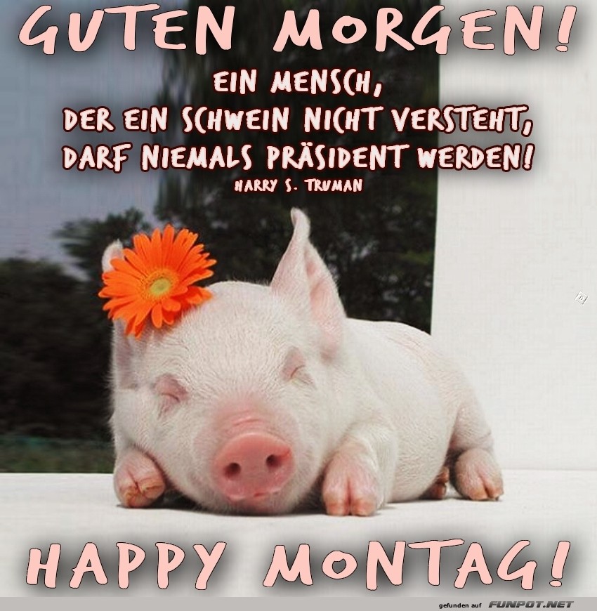 Schwein schläft sich zum Montag durch