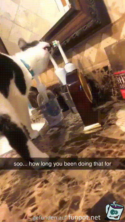 Die Katze und die Zahnbürste Die Katze und die Zahnbürste