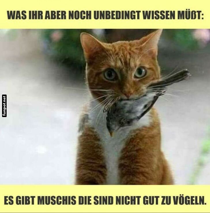 Katzenwissen: Nicht jeder Vogel ist ein Freund! Katzenwissen: Nicht jeder Vogel ist ein Freund!
