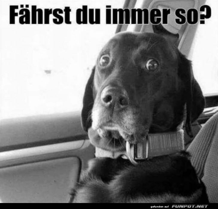 Wenn dein Beifahrer dich kritisch beäugt