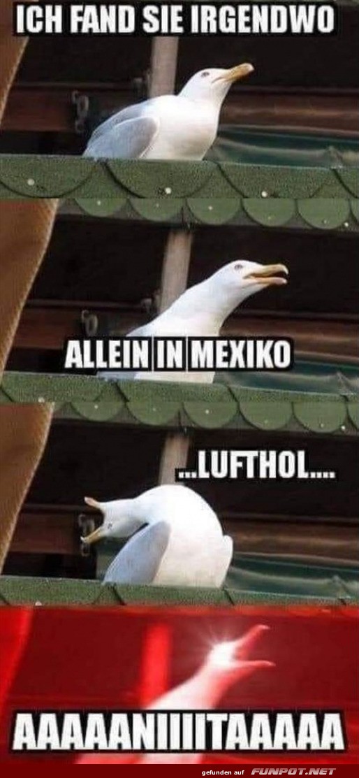M�we im musikalischen H�henflug!