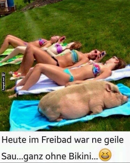 Schwein im Freibad: Sonnenbaden mal anders!