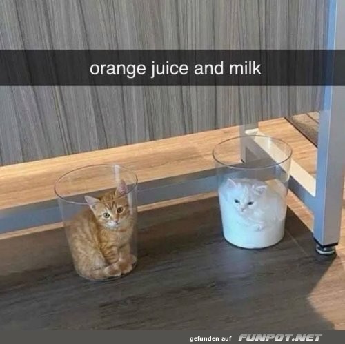 Katzen-Cocktail in Gl�sern serviert