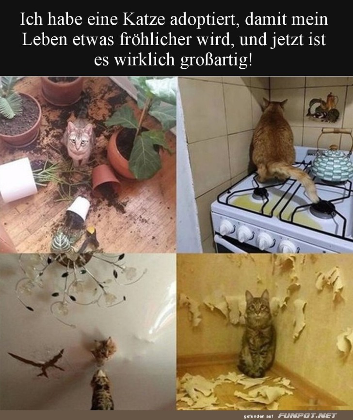 Katzen-Chaos: Ein Zuhause wird kreativ