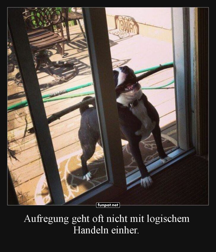Hund vs. Glastür: Ein intensives Duell! Hund vs. Glastür: Ein intensives Duell!