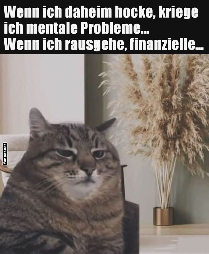 Katze im Lebensdilemma
