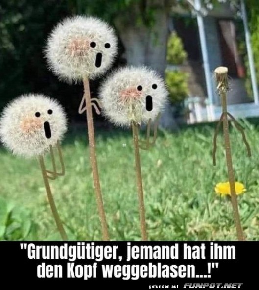 Pusteblumen in Schockstarre!