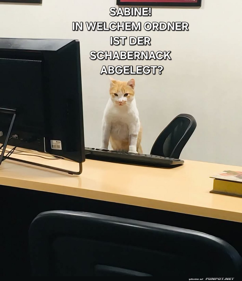 Kater am Schreibtisch: Wo ist der Schabernack?