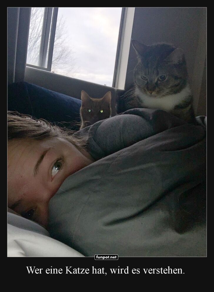 Katzige Weckdienst inklusive Kuscheln