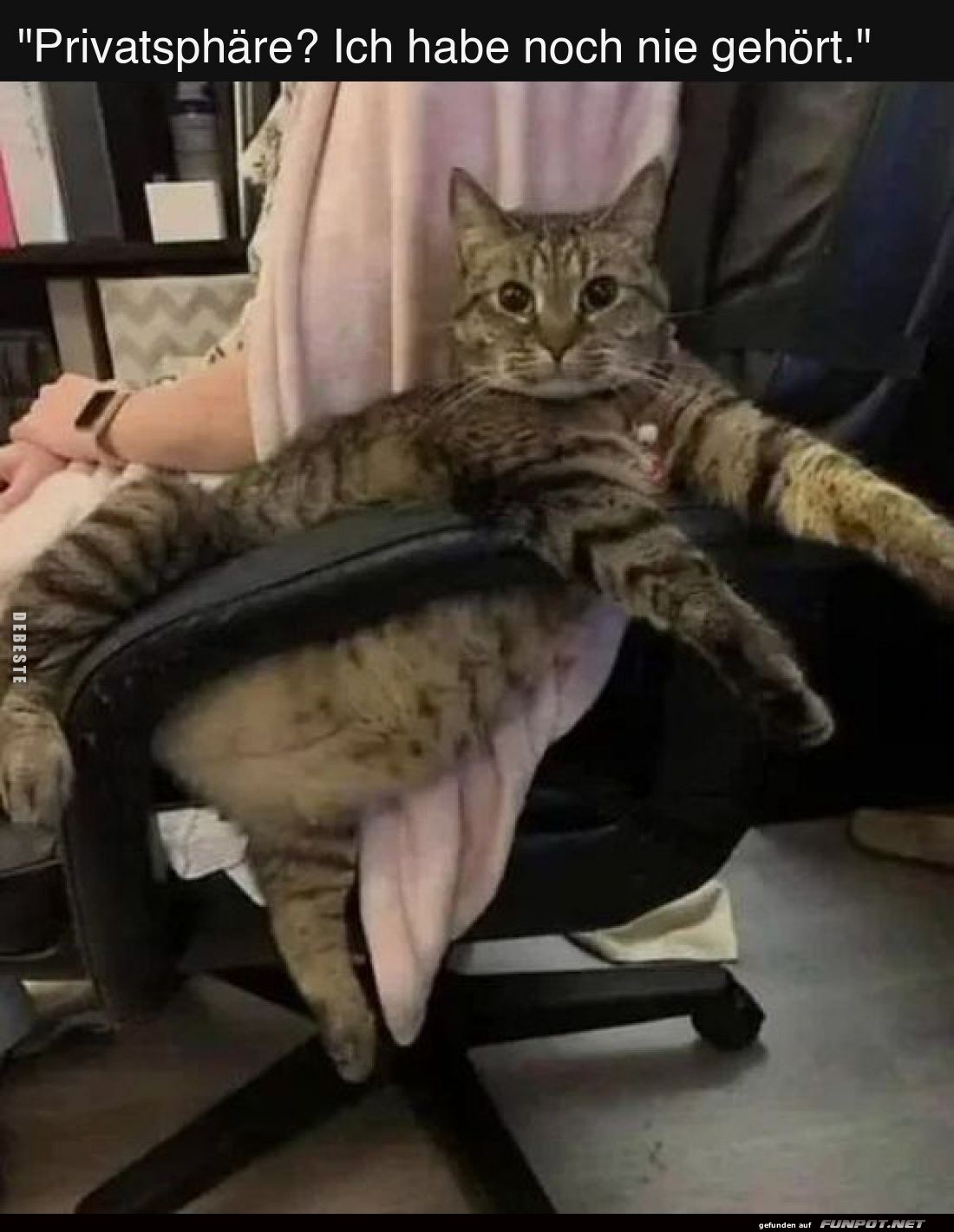 Diese Katze hat Chef-Level Gelassenheit erreicht!