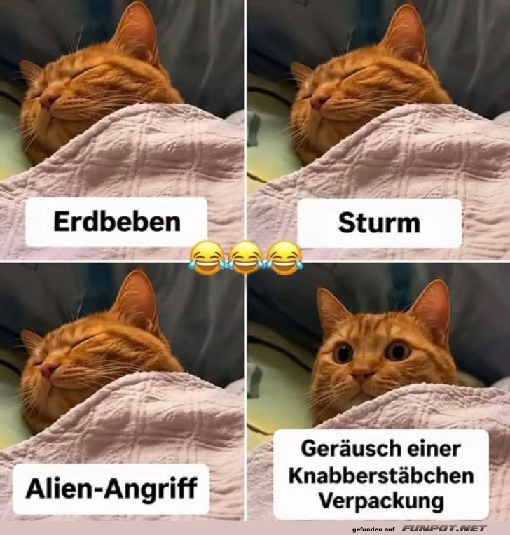 Wenn das Leckerli ruft