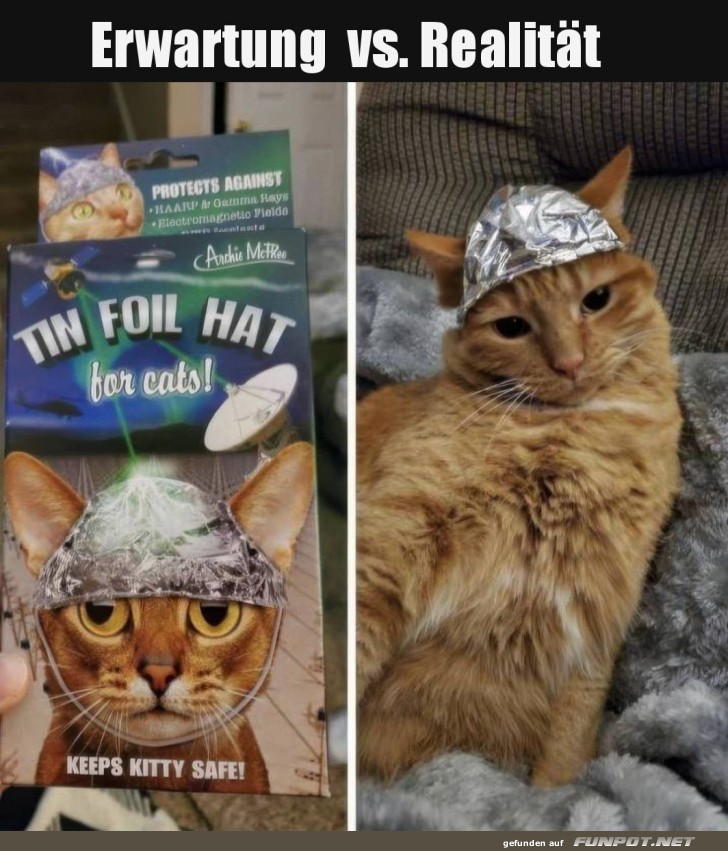 Katzen-Aluhut: Erwartungen vs. Realit�t