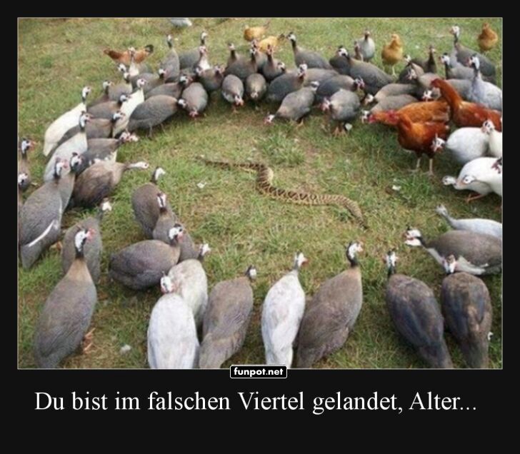 Hühner-Versammlung: Ungebetener Gast entdeckt